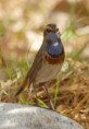 /album/some-overseas-trips/bluethroat-israel-march-2006-3-jpg/